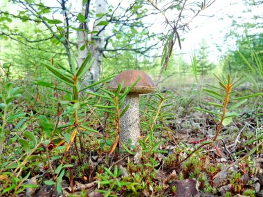 Yalnız mantar çörek
