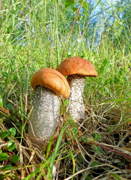 两个美丽牛肝菌蘑菇 — 图库照片