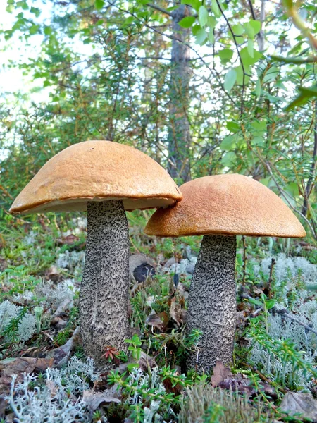 Due bei funghi porcini — Foto Stock