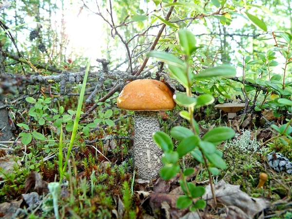 Μοναχικός μανιτάρια boletus — Φωτογραφία Αρχείου