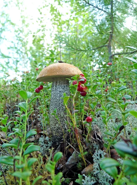 Lone mushroom boletus — Stock Photo, Image