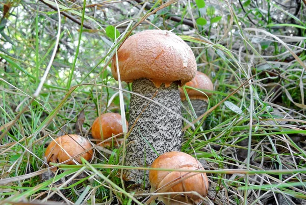 Das ist nicht der Fall. — Stockfoto