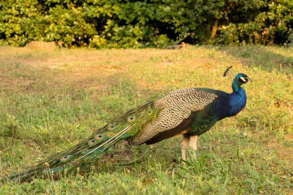 Pavão Jardim Botânico Gramado Verde Dia Ensolarado Perfil Close — Fotografia de Stock