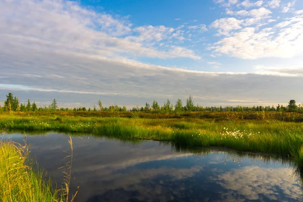 Sonbahar Manzarası Kuzeyde Yamalo Nenets Özerk Okrug Sonbahar Ormanı Tundrası — Stok fotoğraf