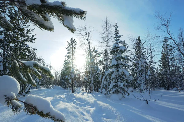 Paisaje Invernal Día Helado Invierno Naturaleza Del Okrug Autónomo Yamalo —  Fotos de Stock