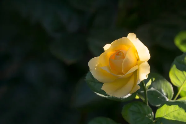 Rosa Amarela Nos Raios Brilhantes Raio Sol Diurno Brilhante Close — Fotografia de Stock