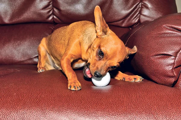 iyi bir çiğnemek zorunda