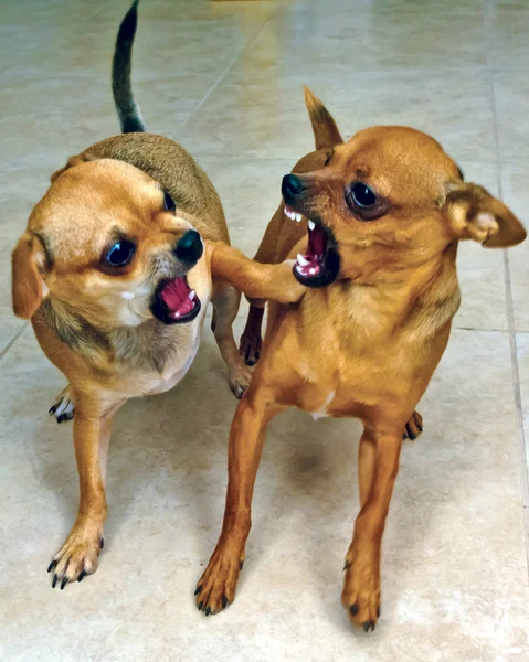 Burada yetkili benim