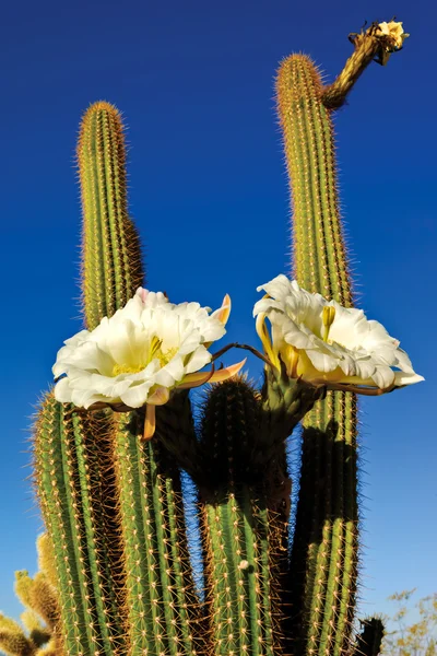 Die Blüten der Trichocereus Spachianus morgen anzeigen — Stockfoto