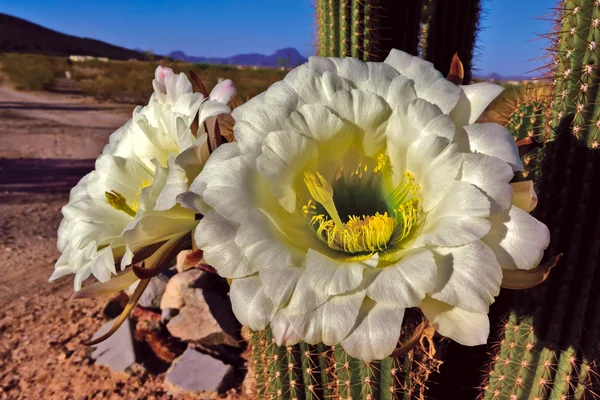 Découvre les fleurs du matin cactus torche dorée Photo De Stock