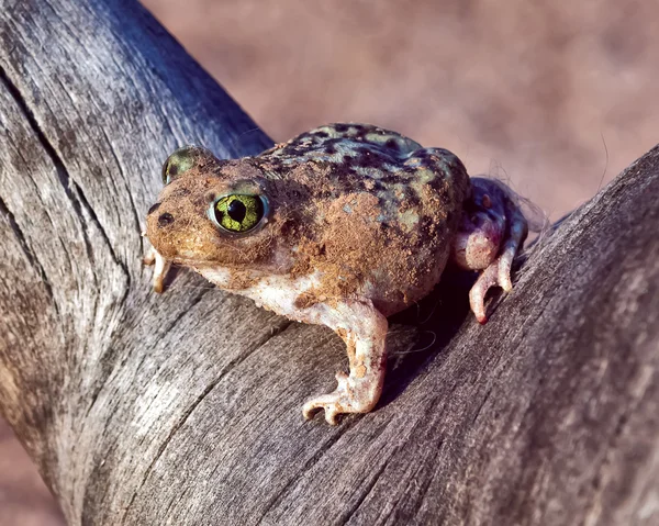 На дивані Лопата стопи жаба — стокове фото
