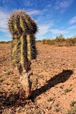 half opgegeten saguaro