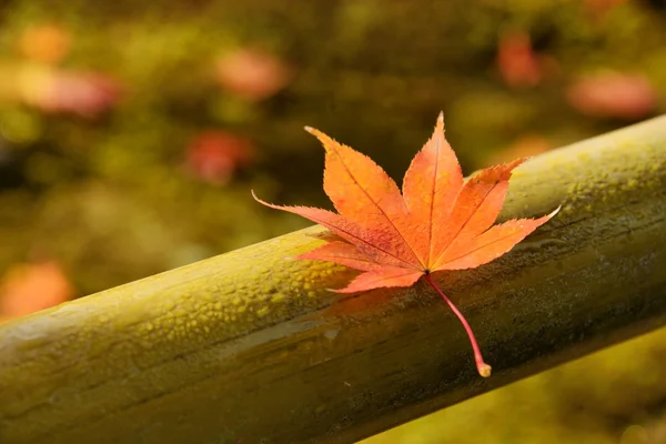 Foglia d'acero autunnale — Foto Stock