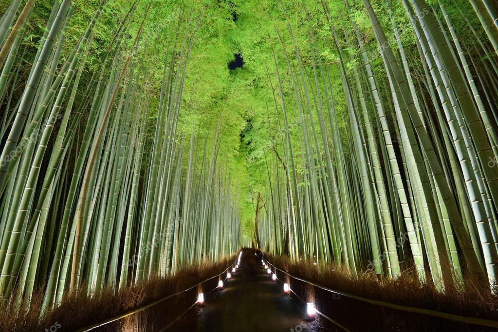 Bamboo Forest — Stock Photo © sepavone 18310737
