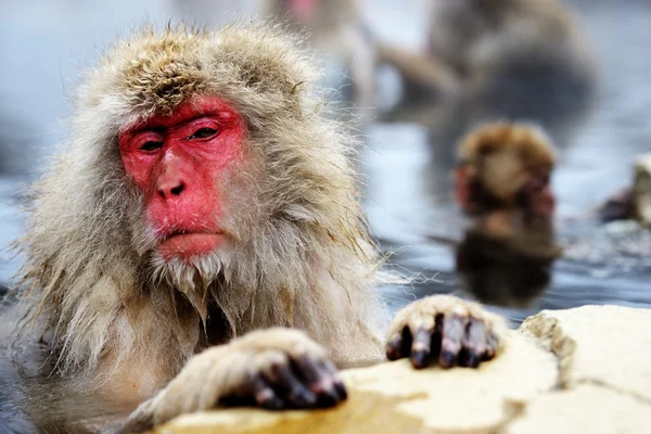 Japanese Snow Monkey — Stock Photo, Image