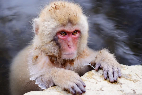 Japanese Snow Monkey — Stock Photo, Image