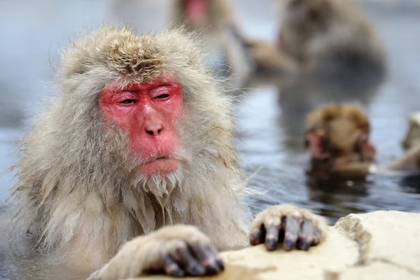 Japanse sneeuw aap — Stockfoto