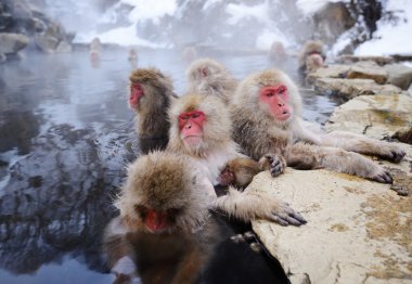 Japon kar maymun