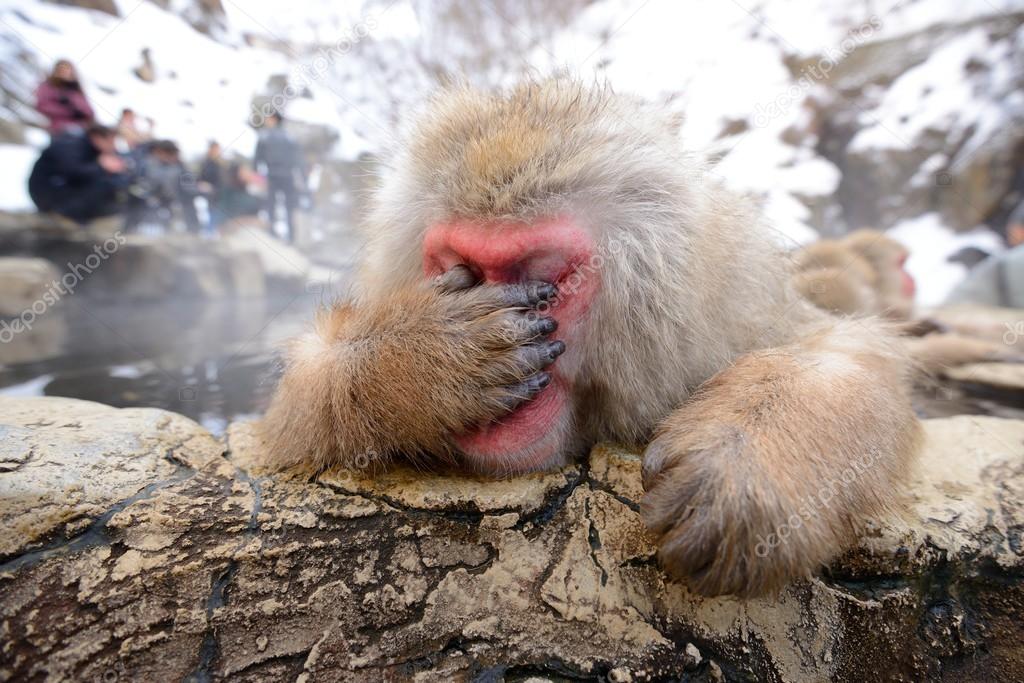 Japanese Snow Monkey