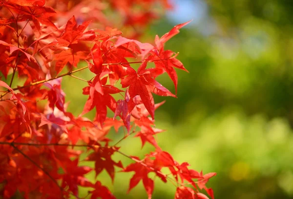 Fondo de arce japonés — Foto de Stock