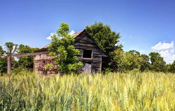 Grange abandonnée et champ de blé — Photo