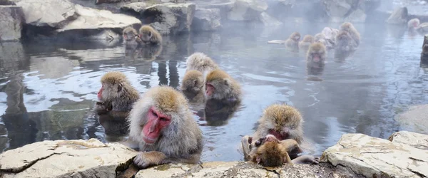 Macacos japoneses — Foto de Stock