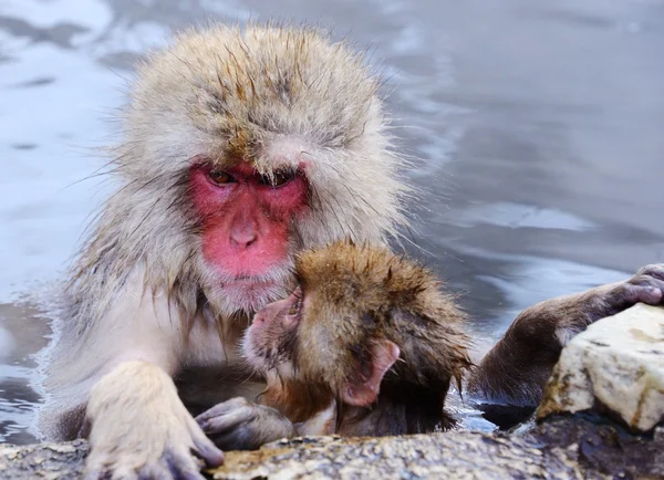 Japanese Macaques — Stock Photo, Image