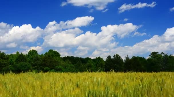 Tierras agrícolas — Vídeos de Stock