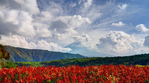 Fuji e fiori — Foto Stock