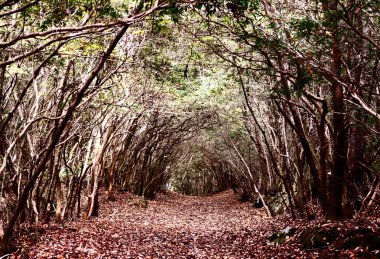 aokigahara orman