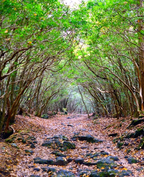 Forest of Aokigahara — Stock Photo, Image