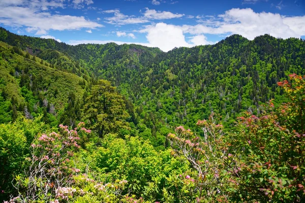 Regionie smoky mountains — Zdjęcie stockowe