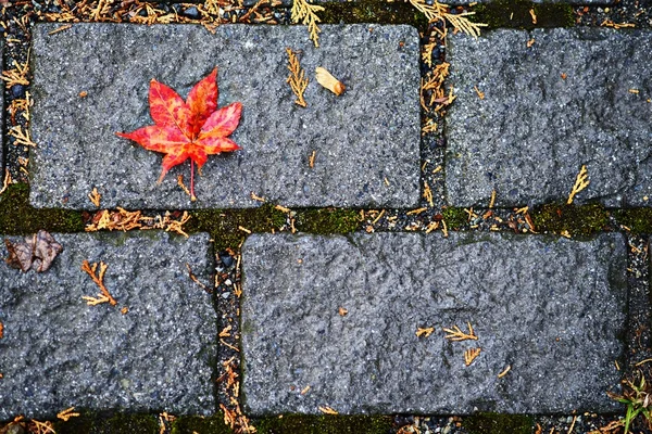Fall Leaf — Stock Photo, Image