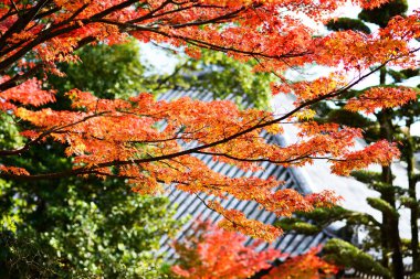 sonbaharda yapraklar, Japonya