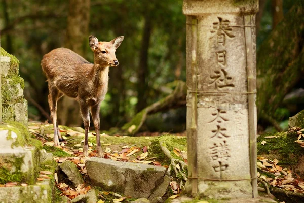 Ciervo de Nara —  Fotos de Stock