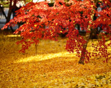 sonbaharda yapraklar Kyoto