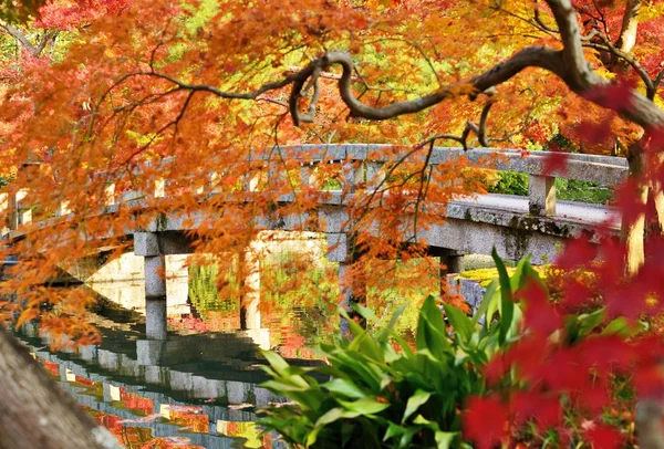 Falla lövverk i kyoto — Stockfoto