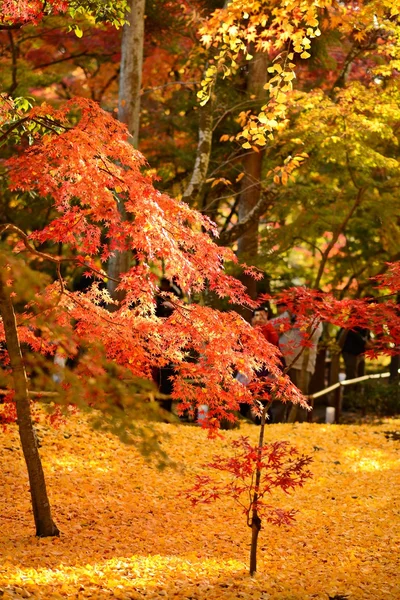 Осенняя листва в Киото — стоковое фото