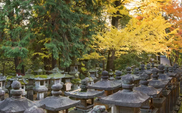 Nara foliage — Stock Photo, Image