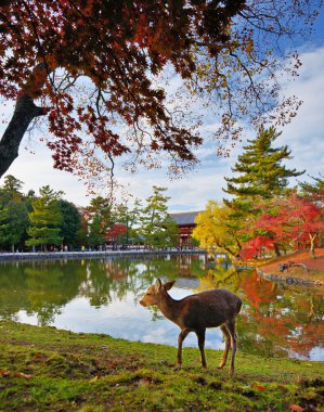 Nara Deer clipart