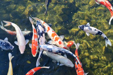 Koi Pond