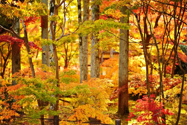 Folhagem da queda em kyoto — Fotografia de Stock