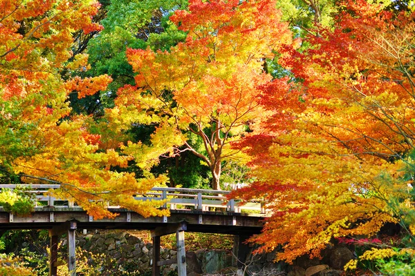 Follaje de otoño en Nagoya, Japón — Foto de Stock