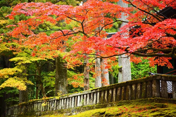 Folhagem em Nikko — Fotografia de Stock