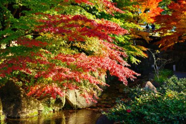 sonbaharda yapraklar Nagoya, japan