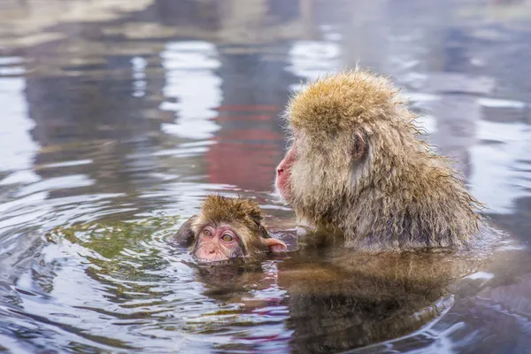 Snow Monkey Park — Stock Photo, Image