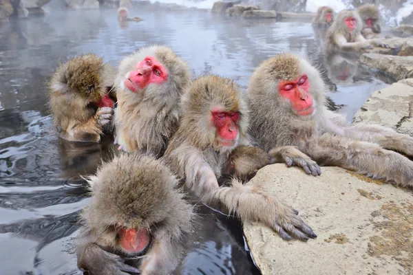 Snow Monkey Park — Stock Photo, Image