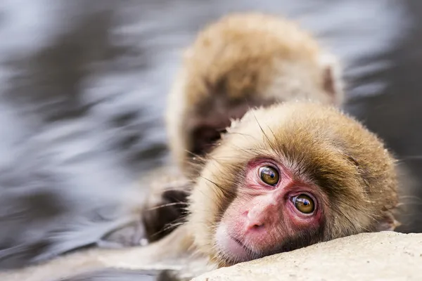 일본 눈 원숭이 — 스톡 사진