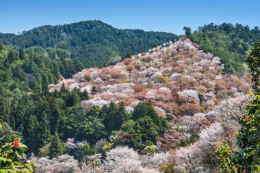 Yoshinoyama Japonya
