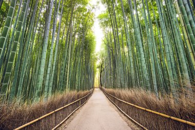 Bambu ormanı